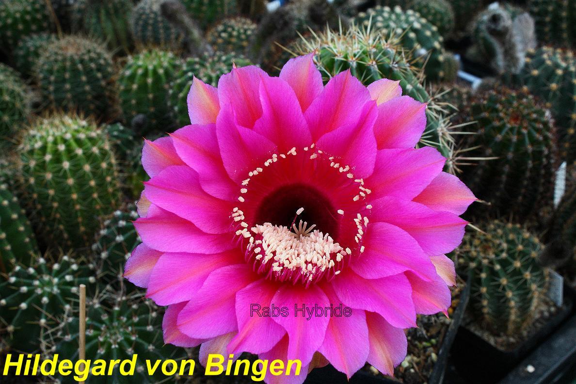 Hildegard von Bingen.jpg 